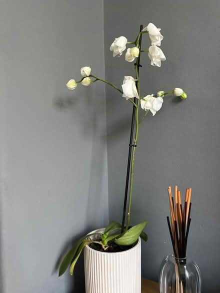 Photo of free Orchid (SW8) #1