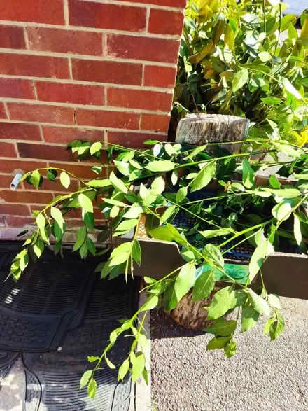 Photo of free Bay leaves (London N14) #1