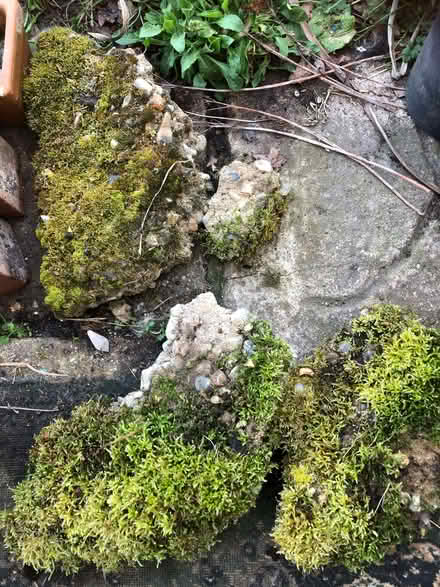 Photo of free mossy chunks of concrete 'rocks' (Sprowston NR7) #1