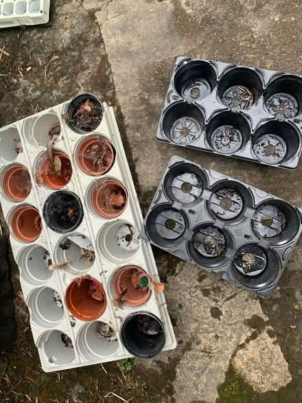 Photo of free Plant pots (Dunfermline KY12) #2