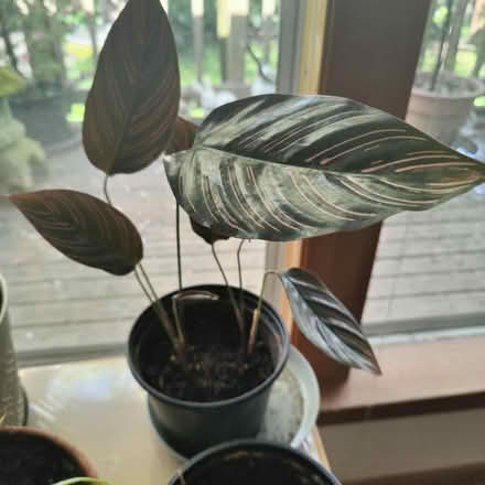 Photo of free Plants (Victory Heights, North Seattle) #2