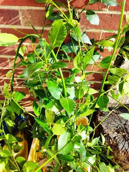 Photo of free Bay leaves (London N14) #2