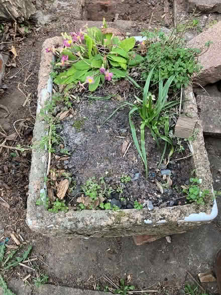 Photo of free Old butlers sink rendered planter (Exwick) #2