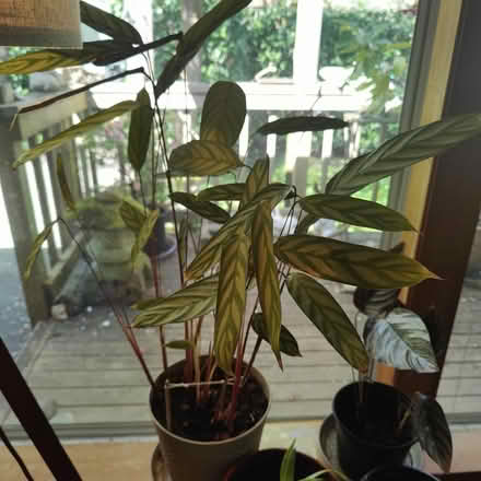 Photo of free Plants (Victory Heights, North Seattle) #1