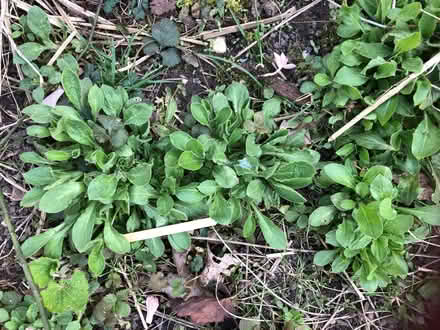 Photo of free red campion seedlings (Sprowston NR7) #1