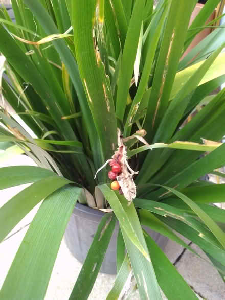Photo of free Iris Clump (World's End RH15) #2