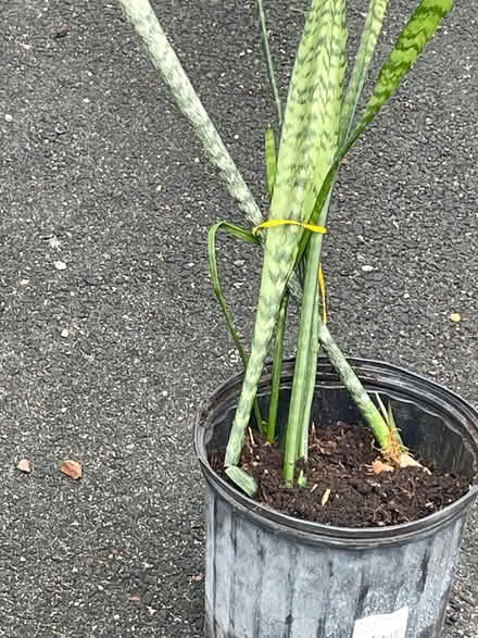 Photo of free Snake plant (Bloomfield) #1