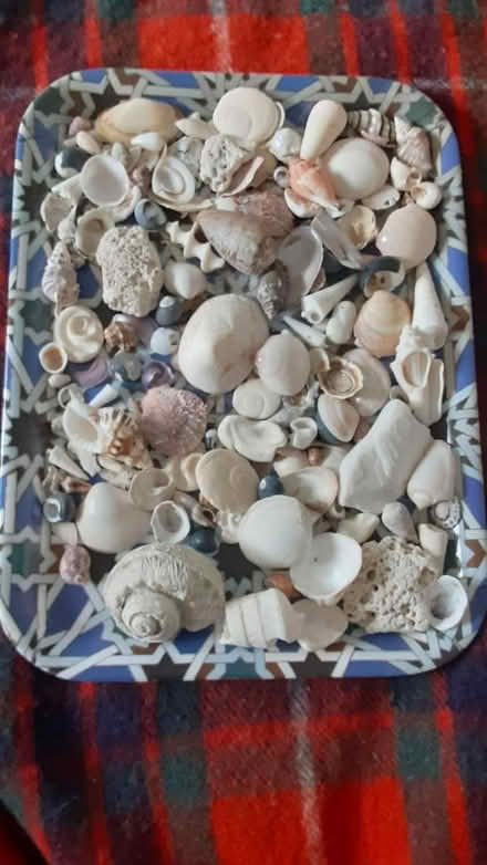 Photo of free Shells (Southdown and Truscott) #1