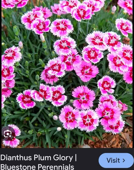 Photo of free Perennial dianthus (Odenton) #1
