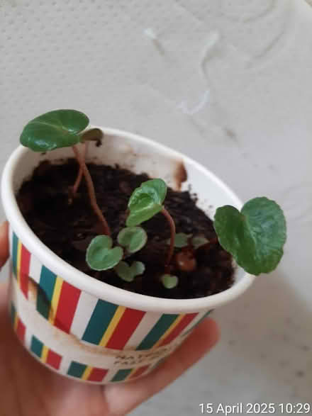 Photo of free 4 Cyclamen seedlings in a paper cup (Edgwarebury Lane) #1