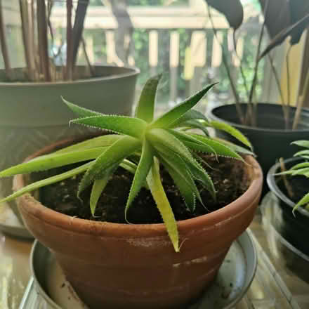 Photo of free Plants (Victory Heights, North Seattle) #3