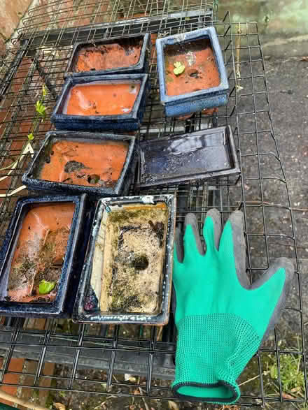 Photo of free Small bonsai pots (Llandrindod LD1) #1