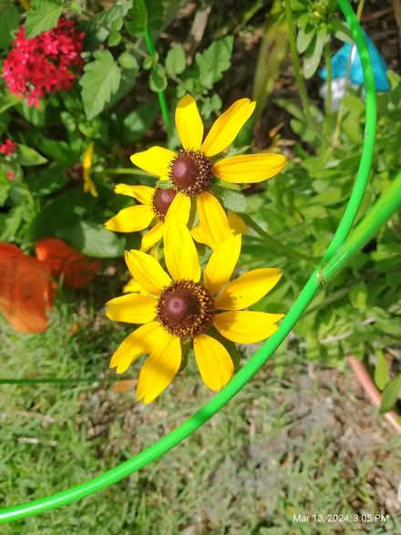 Photo of free Native flowers (Palm Harbor) #1