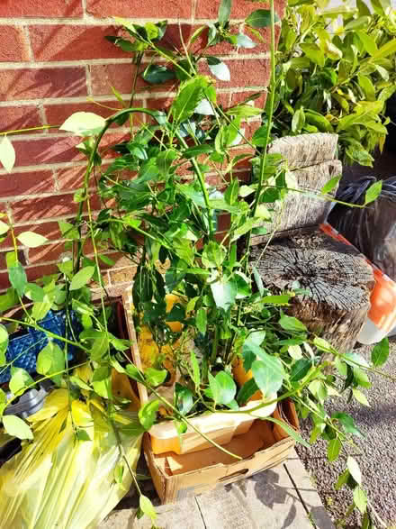 Photo of free Bay leaves (London N14) #3