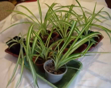 Photo of free Spider plants (Wilmslow SK9) #2
