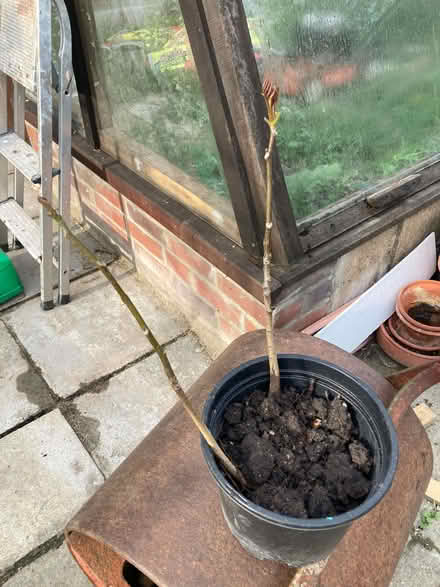 Photo of free Walnut Tree (East Mersea CO5) #1