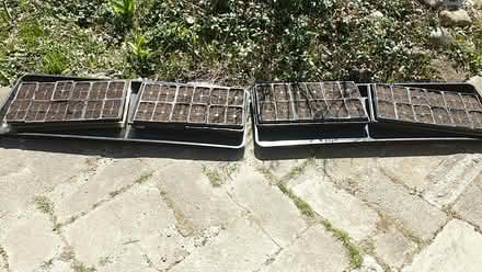 Photo of free tomato seedlings and other seeds (Ann Arbor near Hillside Terr.) #2