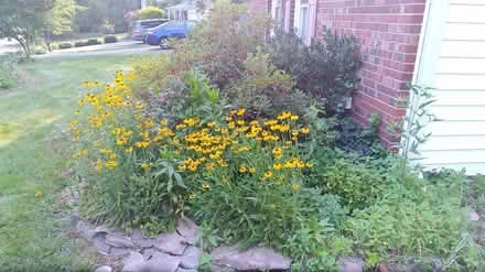 Photo of free black-eyed susans light yellow mums (W section, Bowie) #1