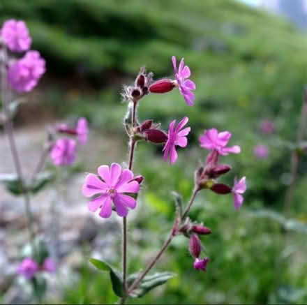 Photo of Red campion seeds (Aberdeen, AB16) #1