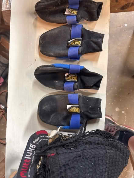 Photo of free 2 pairs mittens for large breed dog (Midtown) #1
