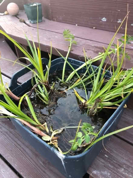 Photo of free A few more Water Grass Plants (El Granada) #3
