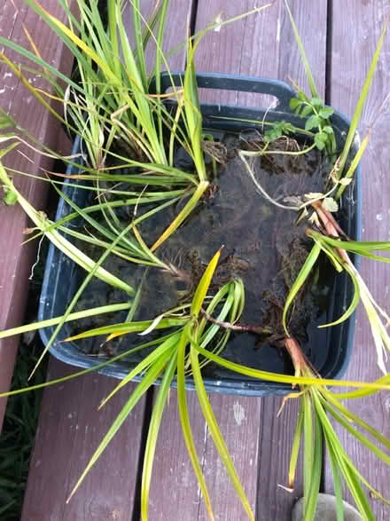 Photo of free A few more Water Grass Plants (El Granada) #2