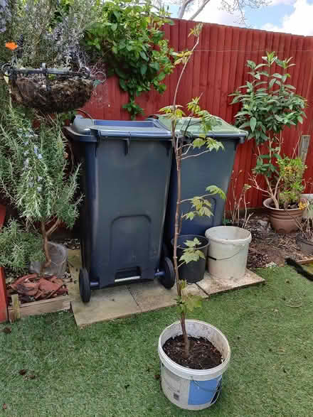 Photo of free Sycamore tree, 4ft (Anns Hill, Gosport PO12) #1