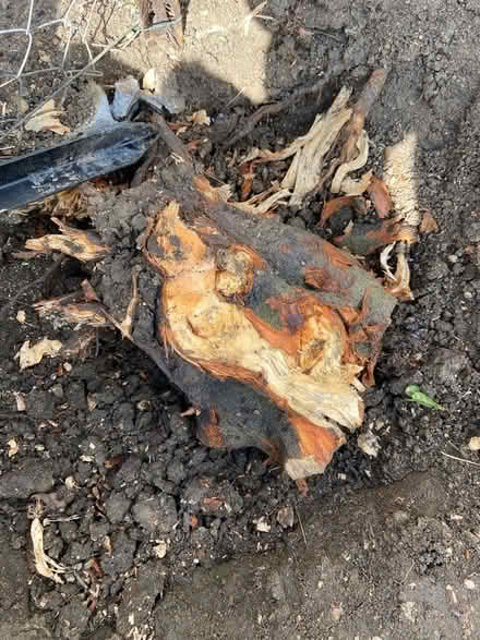Photo of free Wood (Stanton Harcourt OX29) #1
