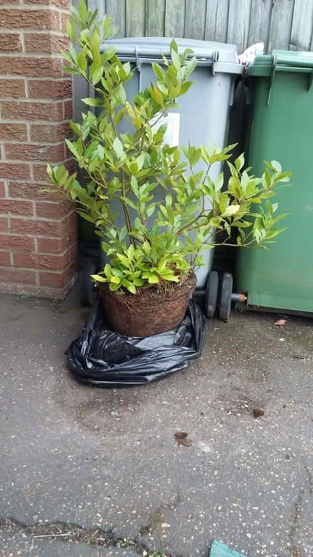 Photo of free Bay tree (Taverham NR8) #1