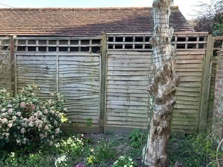 Photo of free 5ft fence panels & metal posts used (East Hagbourne, OX11) #2