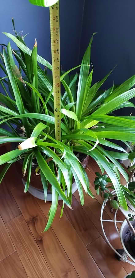 Photo of free Mature Bromeliads (63011 Weidman and Dutch Mill) #2