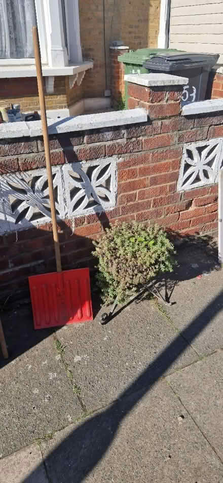 Photo of free Plant and planter (Catford) #1