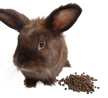 Photo of Rabbit/guinea pig poop for compost (RH12) #1