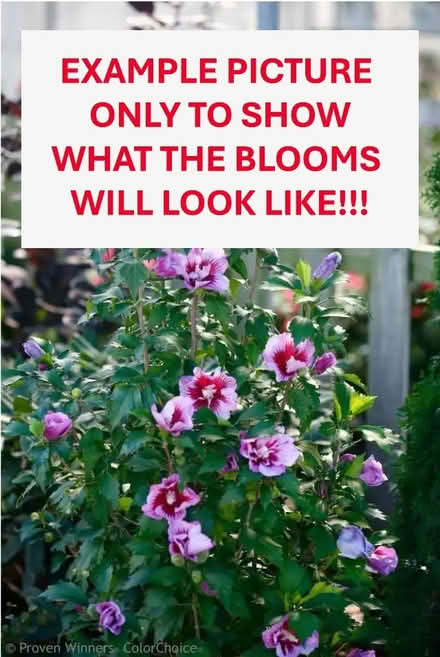 Photo of free Rose of Sharon CUTTINGS Only (Winter Springs) #2