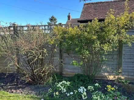 Photo of free 5ft fence panels & metal posts used (East Hagbourne, OX11) #4