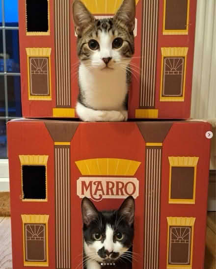 Photo of free Frozen Marro Cat Food & Box (Brixton SW9) #2
