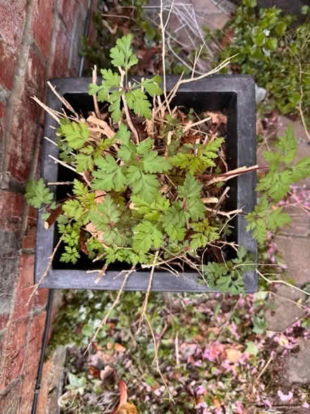 Photo of free Large outdoor plant pot (Cheadle Hulme SK8) #2