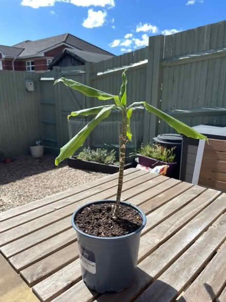 Photo of free Indoor plant (Katesgrove, Reading, RG2) #1