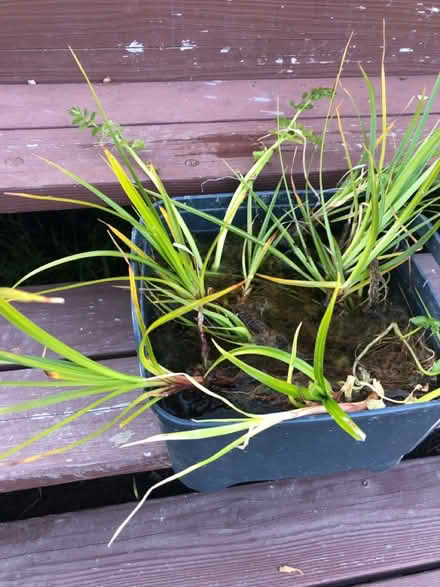 Photo of free A few more Water Grass Plants (El Granada) #4