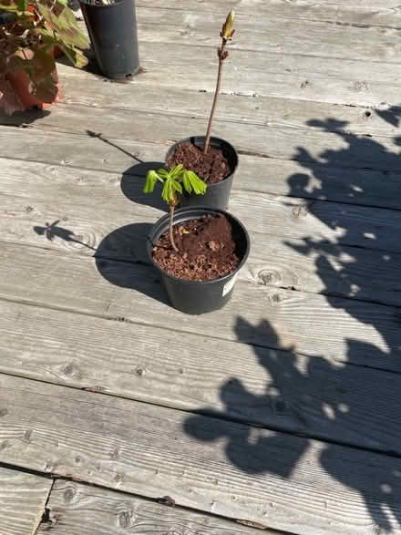 Photo of free Chestnut saplings (Merchiston EH10) #2