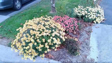 Photo of free black-eyed susans light yellow mums (W section, Bowie) #2