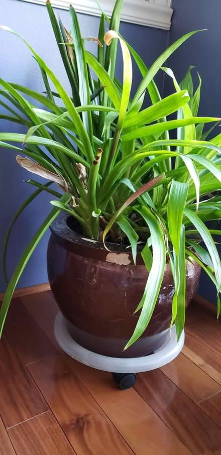 Photo of free Mature Bromeliads (63011 Weidman and Dutch Mill) #1