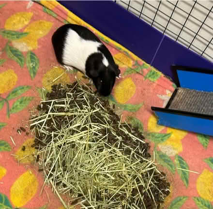 Photo of Rabbit/guinea pig poop for compost (RH12) #2