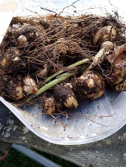 Photo of free Crocosmia bulbs (Maldon CM9 6AN) #1