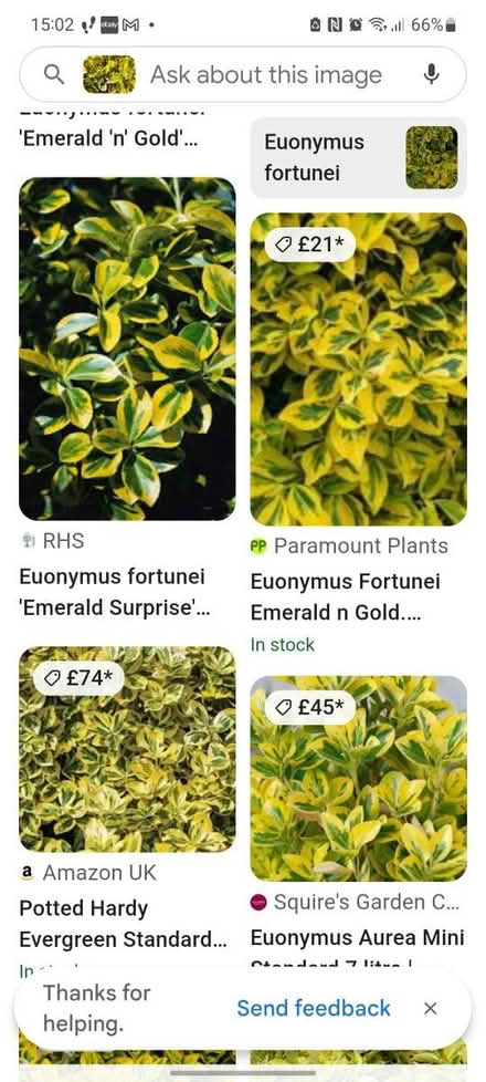 Photo of free Bush offcuts, no roots (ME5) #2