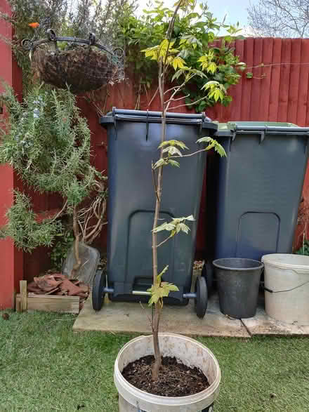 Photo of free Sycamore tree, 4ft (Anns Hill, Gosport PO12) #2