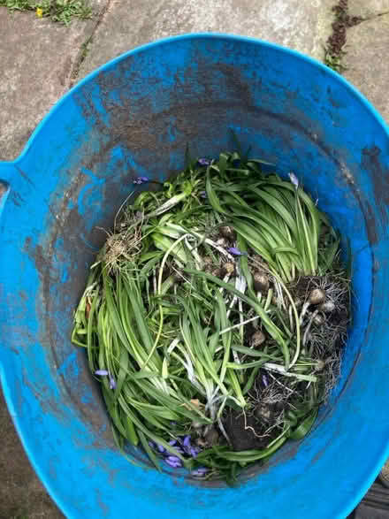 Photo of free Bluebell bulbs (Woolton L25) #1