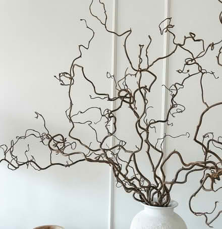 Photo of Twisted willow branches (South Woodchester GL5) #1