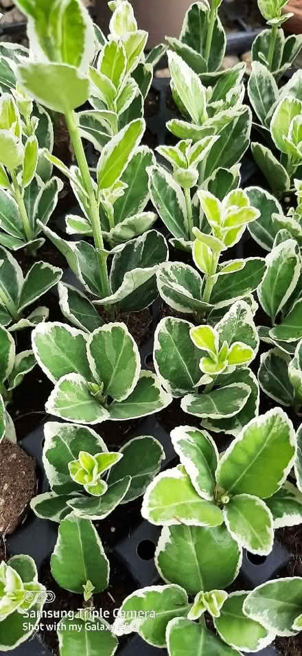 Photo of free Plant plugs (Nunnery Wood WR5) #1