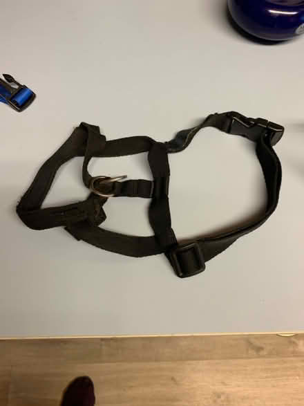 Photo of free Dog harness x2 haltix1 (Ringwood BH24) #2